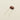 Cinnamon Drop .001uF Polypropylene Film Capacitors Set of 5
